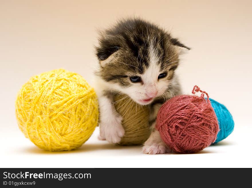 Cute child cat sitting on background. Cute child cat sitting on background