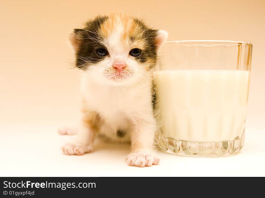 Cute child cat sitting on background. Cute child cat sitting on background