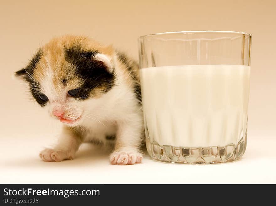 Cute child cat sitting on background. Cute child cat sitting on background