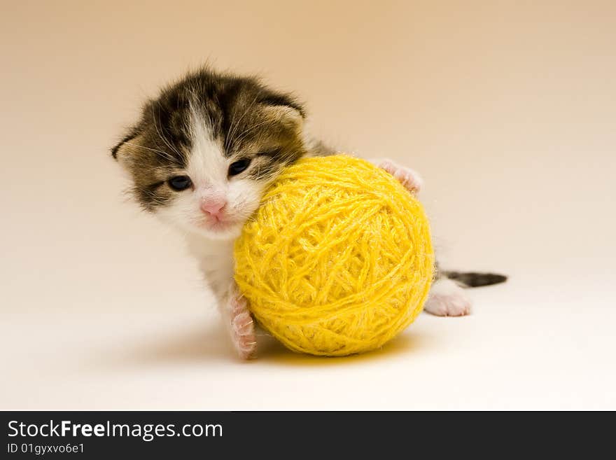 Cute child cat sitting on background. Cute child cat sitting on background