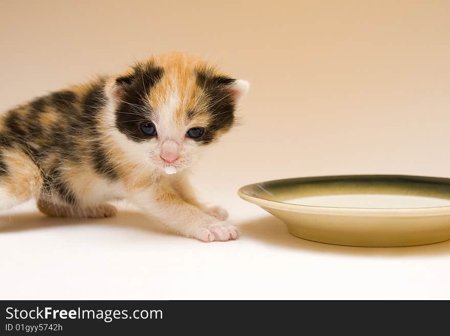 Cute child cat sitting on background. Cute child cat sitting on background