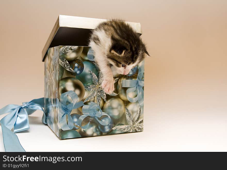 Cute child cat sitting in box. Cute child cat sitting in box