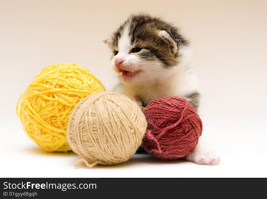 Cute child cat sitting on background. Cute child cat sitting on background