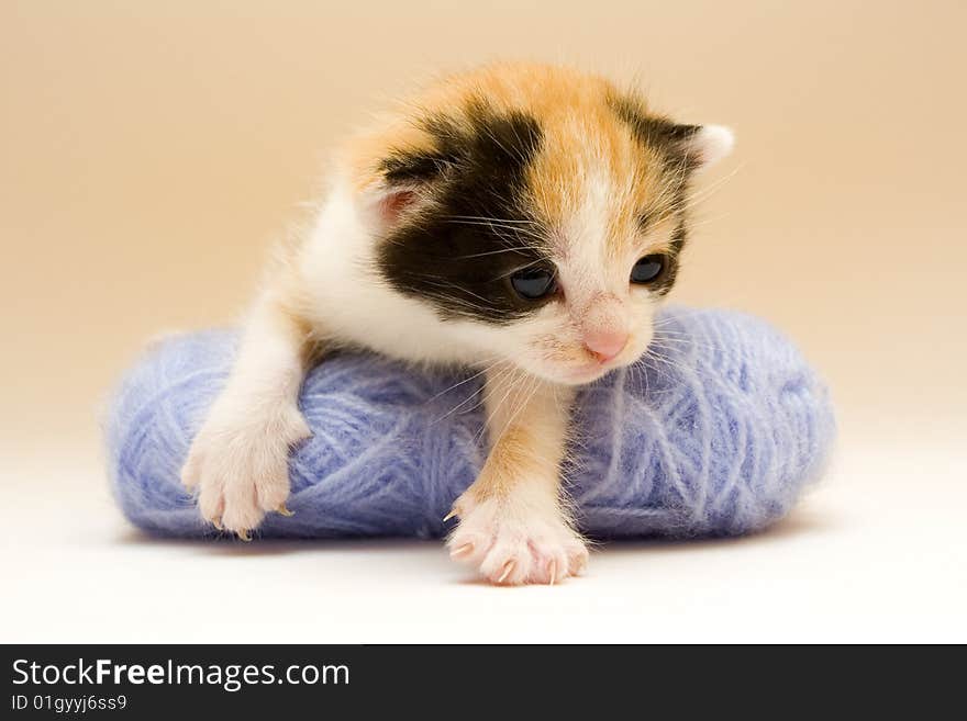 Cute child cat sitting on background. Cute child cat sitting on background