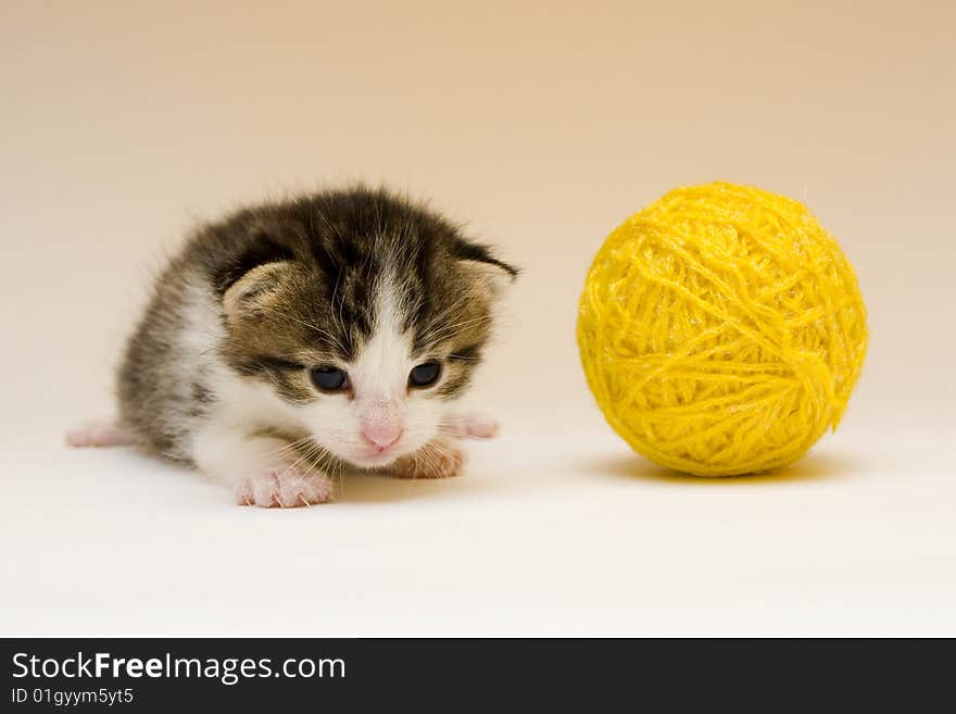 Cute child cat sitting on background. Cute child cat sitting on background