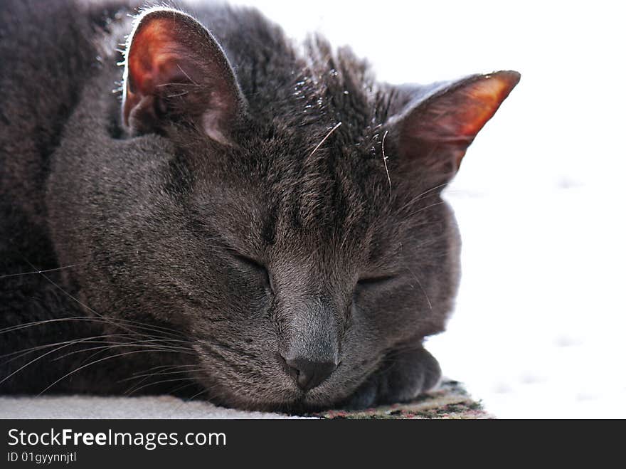 Sleeping house cat on white. Sleeping house cat on white.