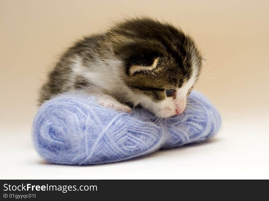 Cute child cat sitting on background. Cute child cat sitting on background