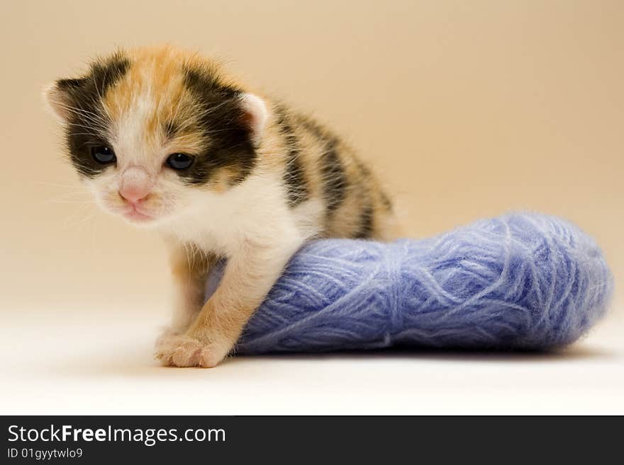 Cute child cat sitting on background. Cute child cat sitting on background