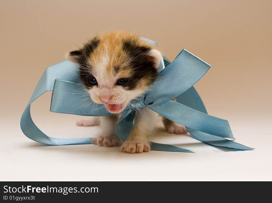 Cute child cat sitting on background. Cute child cat sitting on background