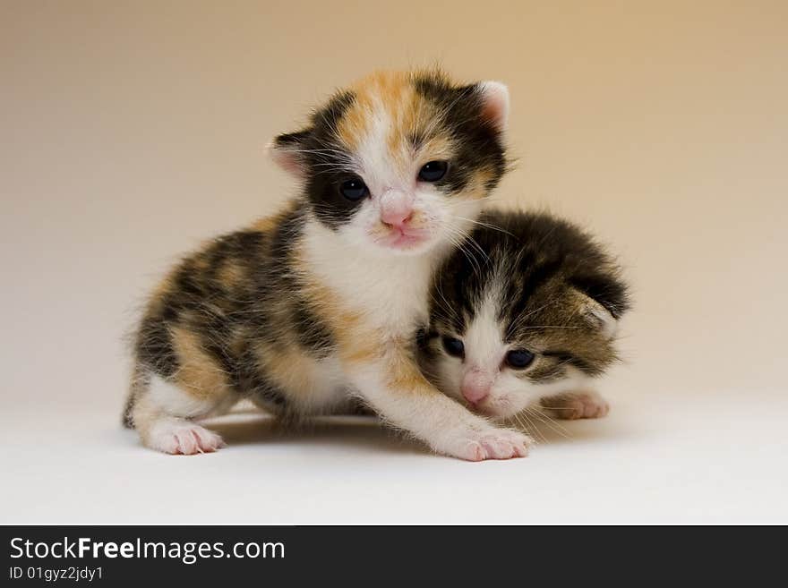 Cute child cat sitting on background. Cute child cat sitting on background