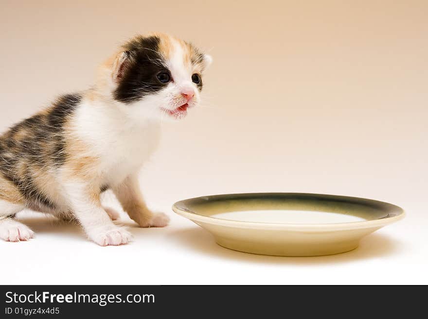 Cute child cat sitting on background. Cute child cat sitting on background