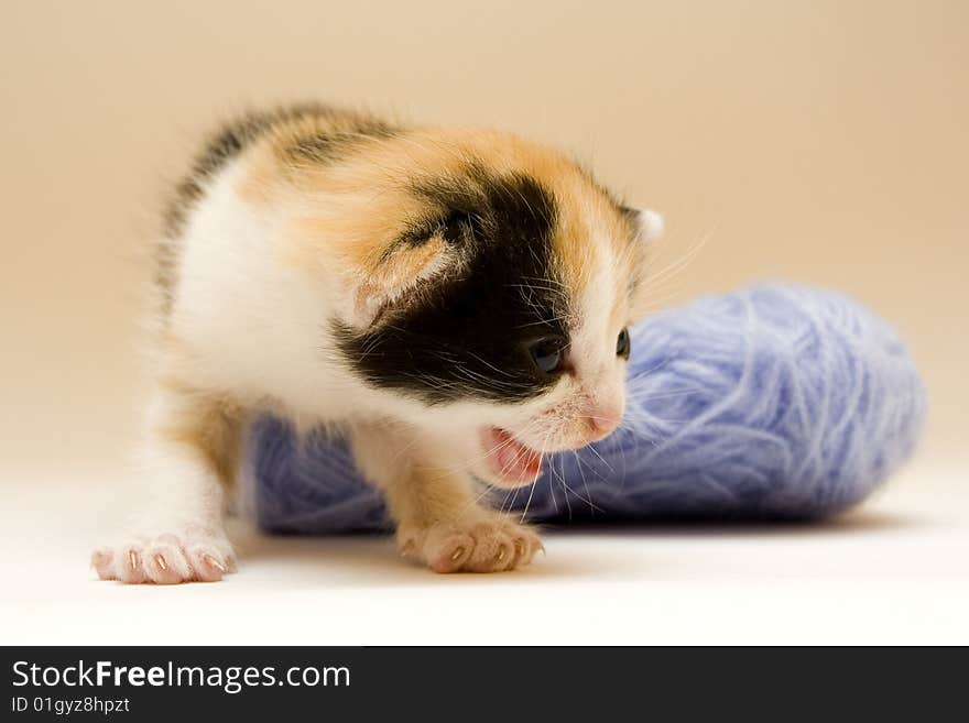 Cute child cat sitting on background. Cute child cat sitting on background