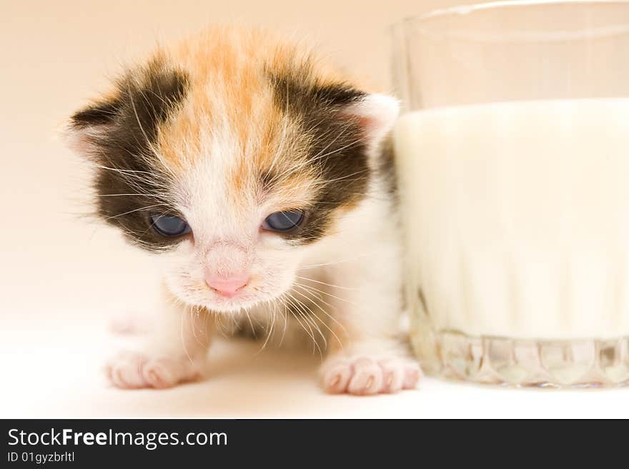 Cute child cat sitting on background. Cute child cat sitting on background