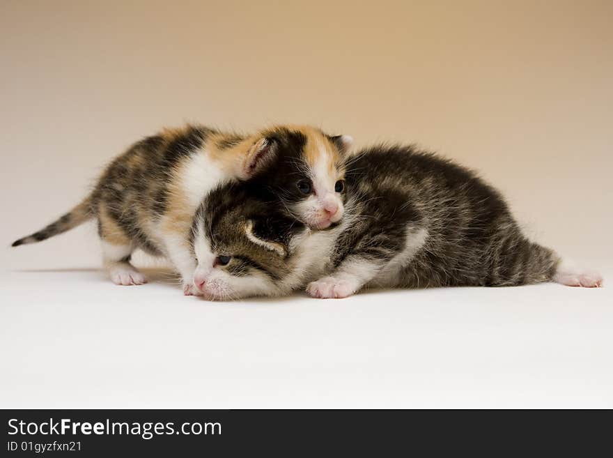 Cute child cats sitting on background. Cute child cats sitting on background