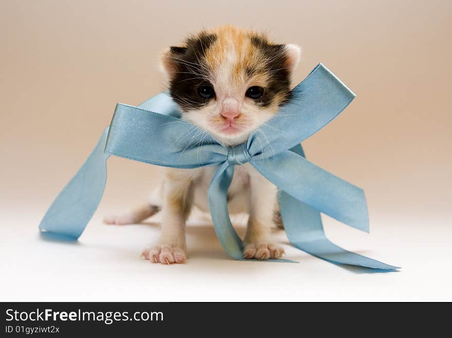 Cute child cat sitting on background. Cute child cat sitting on background