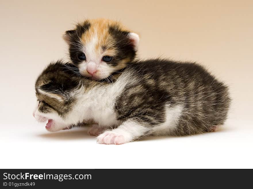 Cute child cats sitting on background. Cute child cats sitting on background