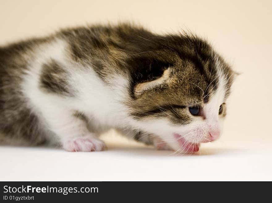 Cute child cat sitting on background. Cute child cat sitting on background