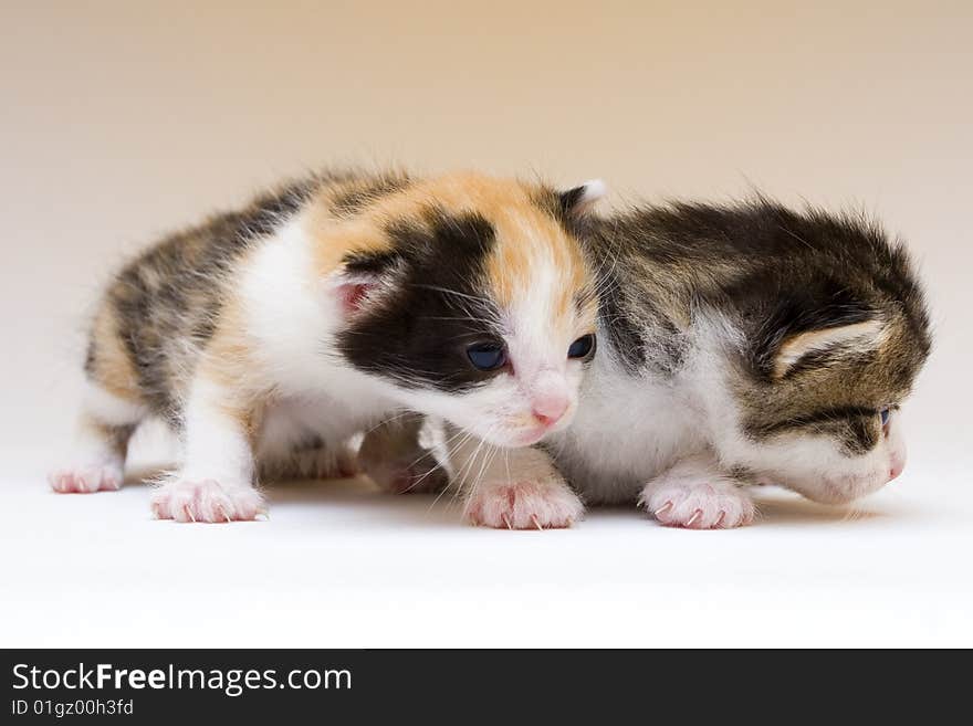 Cute child cats sitting on background. Cute child cats sitting on background