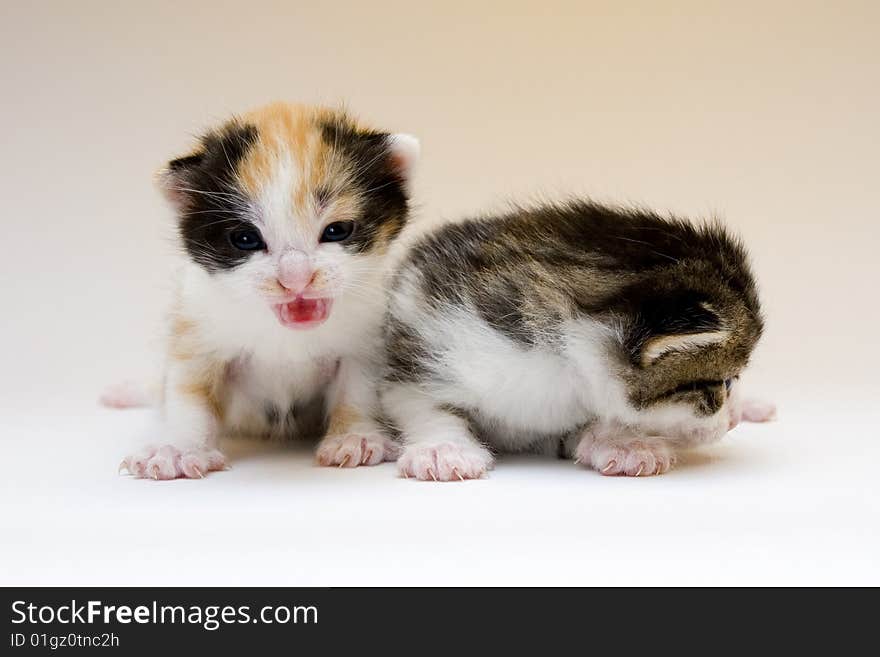 Cute child cats sitting on background. Cute child cats sitting on background