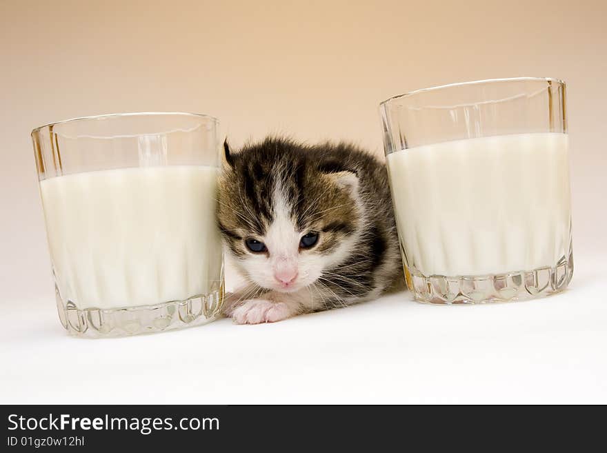 Cute child cat sitting on background. Cute child cat sitting on background