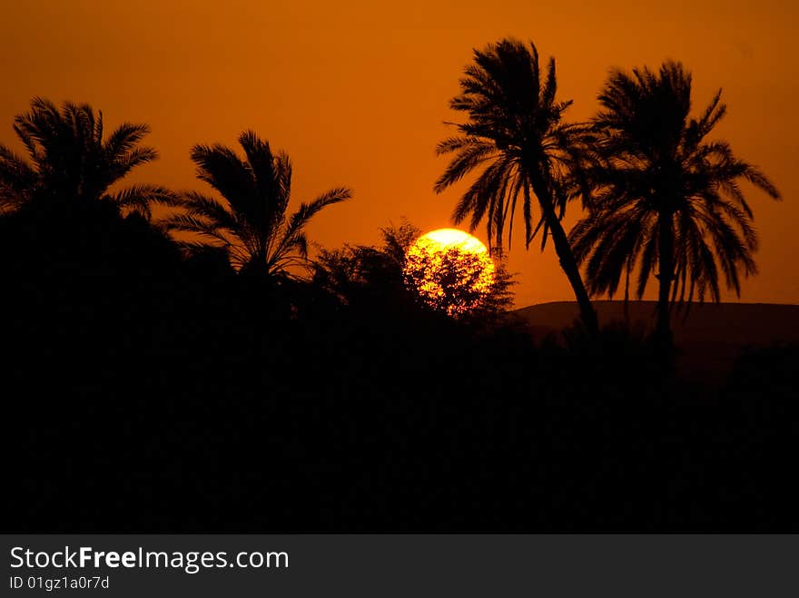 Sunset and Palms, Nile