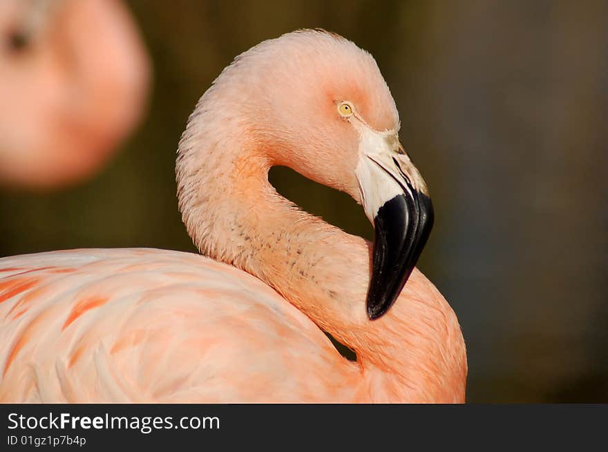 Flamingo in South Africa, profile photo.