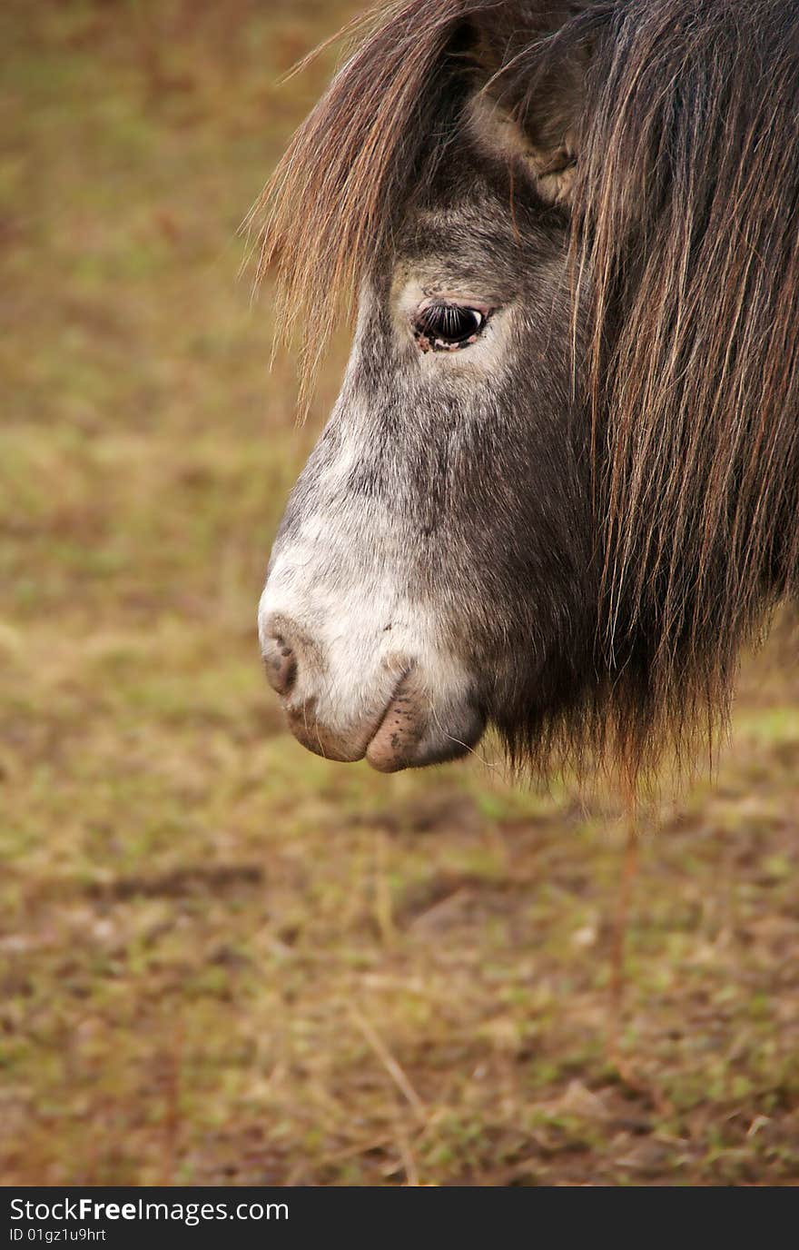 Image of pony head in field. Image of pony head in field