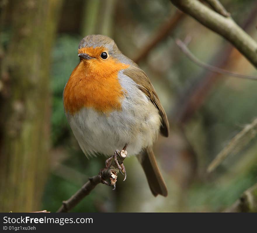 Robin