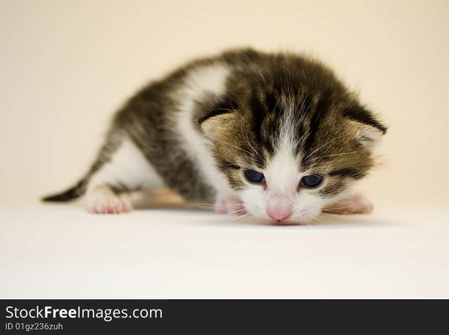 Cute child cat sitting on background. Cute child cat sitting on background