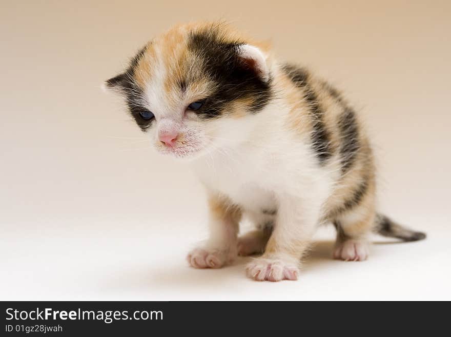 Cute child cat sitting on background. Cute child cat sitting on background