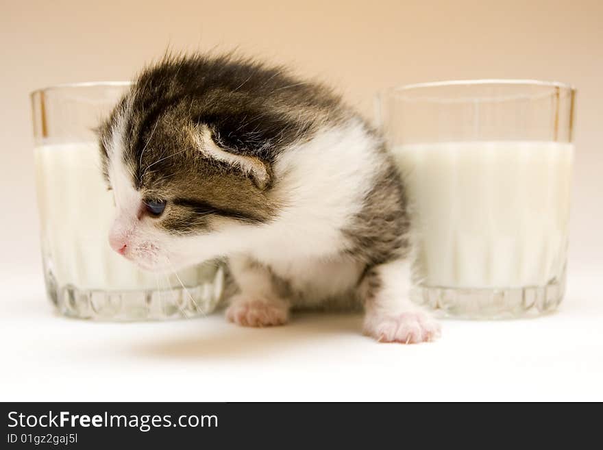 Cute child cat sitting on background. Cute child cat sitting on background