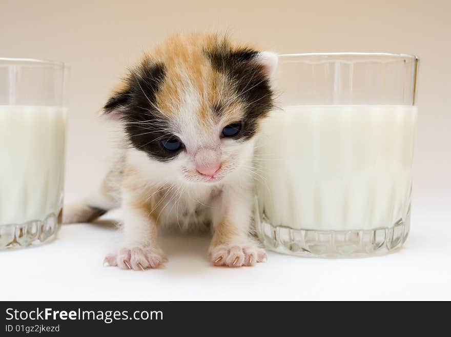 Cute child cat sitting on background. Cute child cat sitting on background