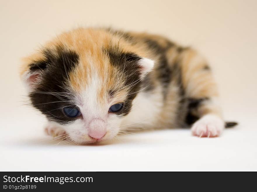 Cute child cat sitting on background. Cute child cat sitting on background