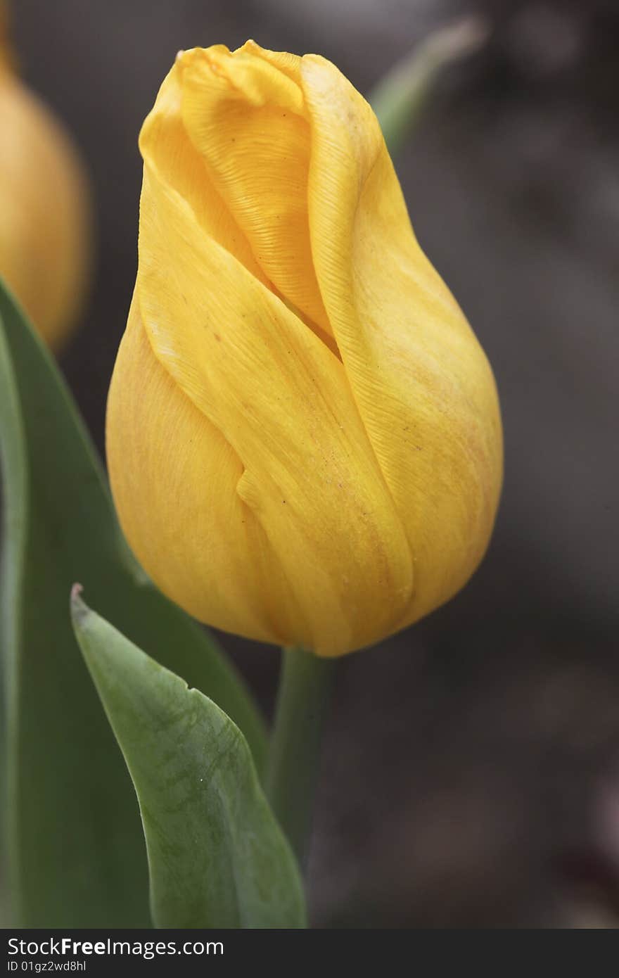 Tulip