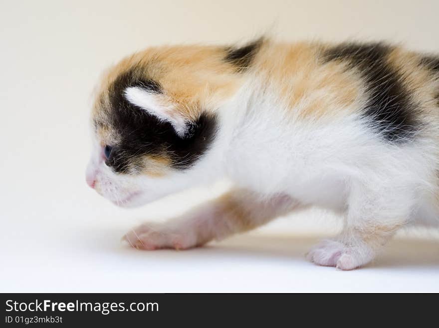 Cute child cat sitting on background. Cute child cat sitting on background