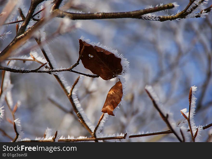 Frosty Leaves