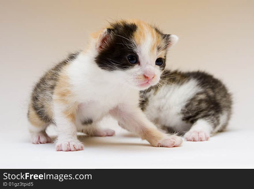 Cute child cats sitting on background. Cute child cats sitting on background