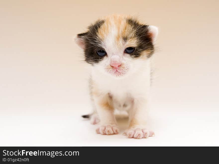 Cute child cat sitting on background. Cute child cat sitting on background