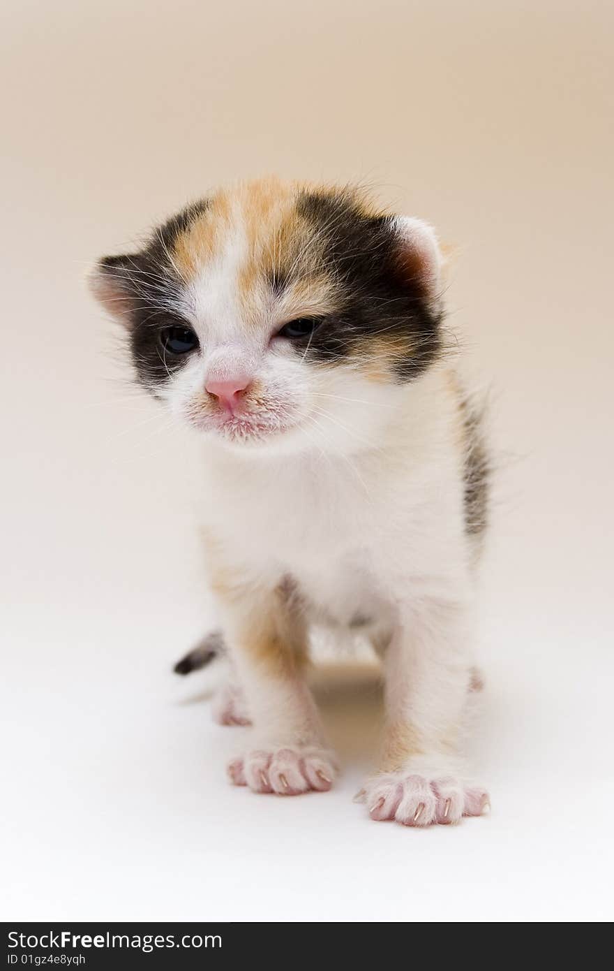 Cute child cat sitting on background. Cute child cat sitting on background