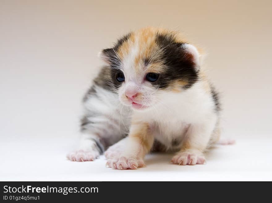 Cute child cat sitting on background. Cute child cat sitting on background