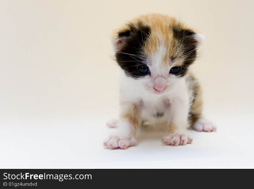 Cute child cat sitting on background. Cute child cat sitting on background