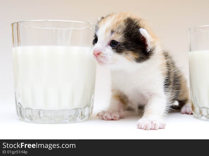 Cute child cat sitting on background. Cute child cat sitting on background