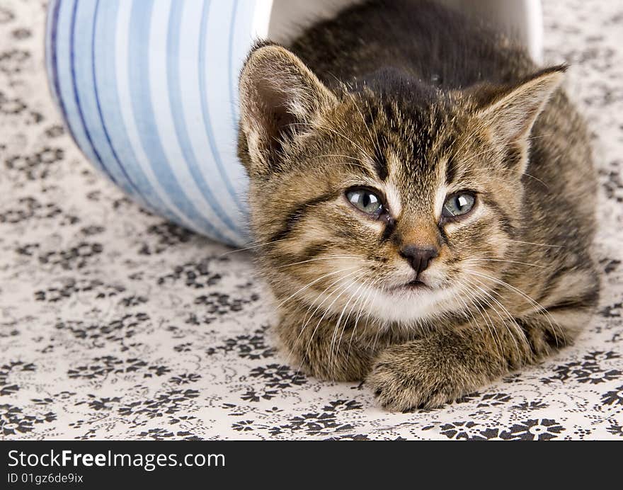 Cute child cat sitting on background. Cute child cat sitting on background