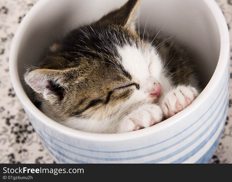 Cute child cat sitting in cup. Cute child cat sitting in cup