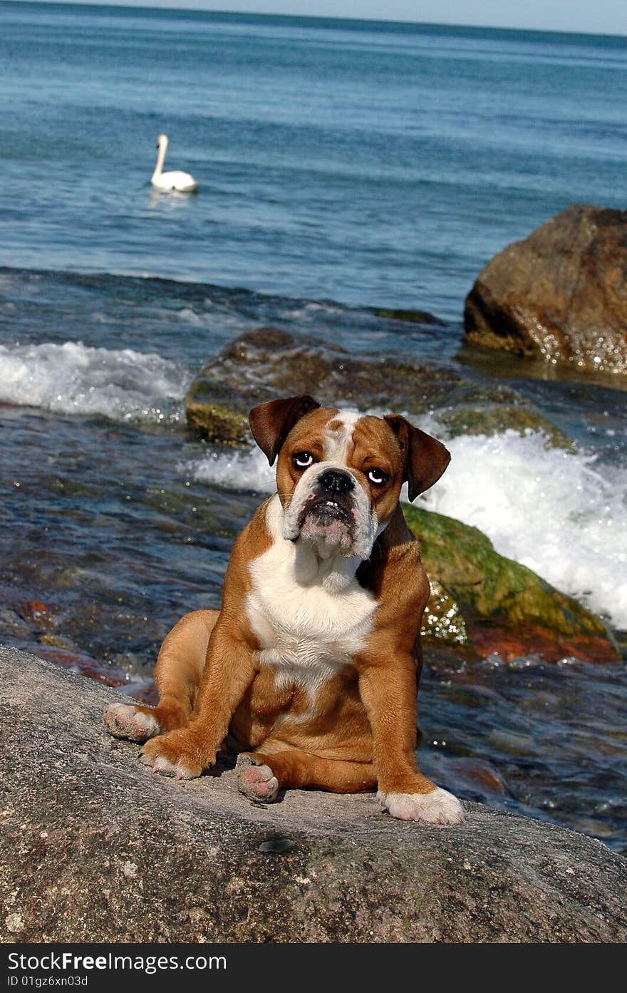 English Bulldog puppy sitting on a rock on a stony beach looking to the camera. On the background shows the sea with a swan swimming. English Bulldog puppy sitting on a rock on a stony beach looking to the camera. On the background shows the sea with a swan swimming