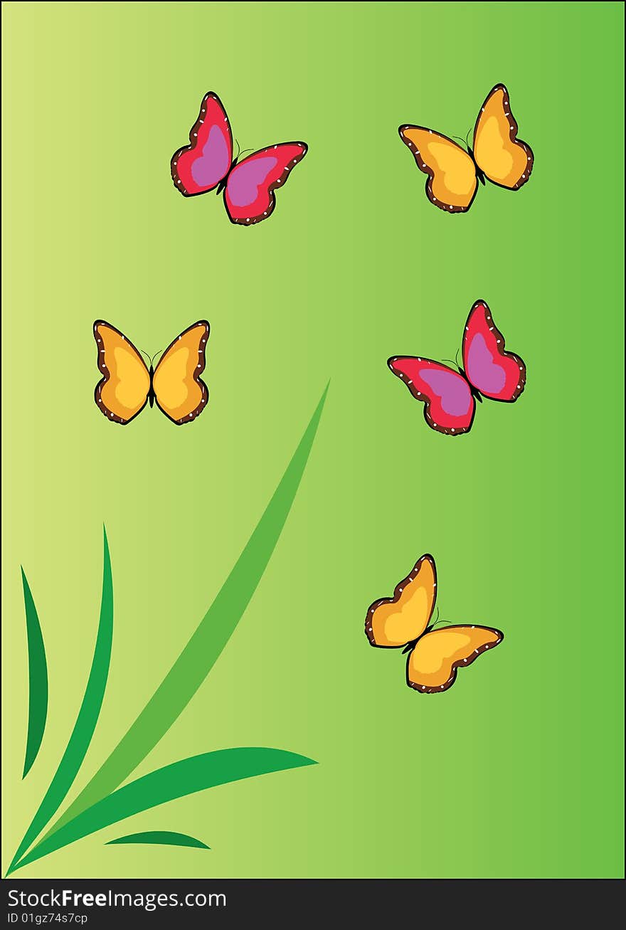 Butterfly