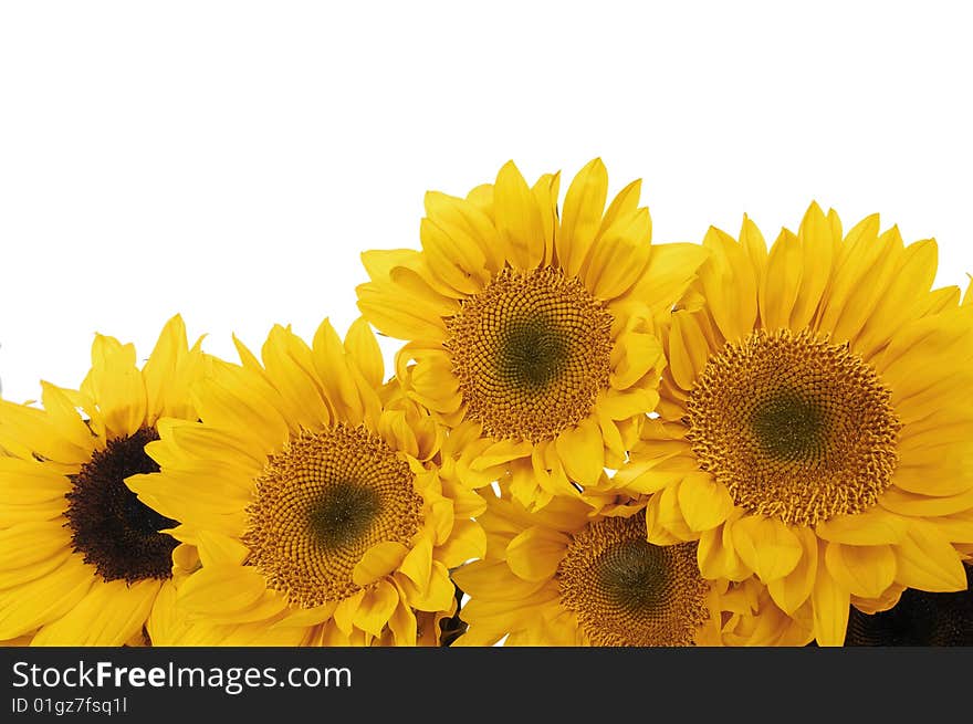 Beautiful yellow sunflower in the sun against blue sky. Beautiful yellow sunflower in the sun against blue sky