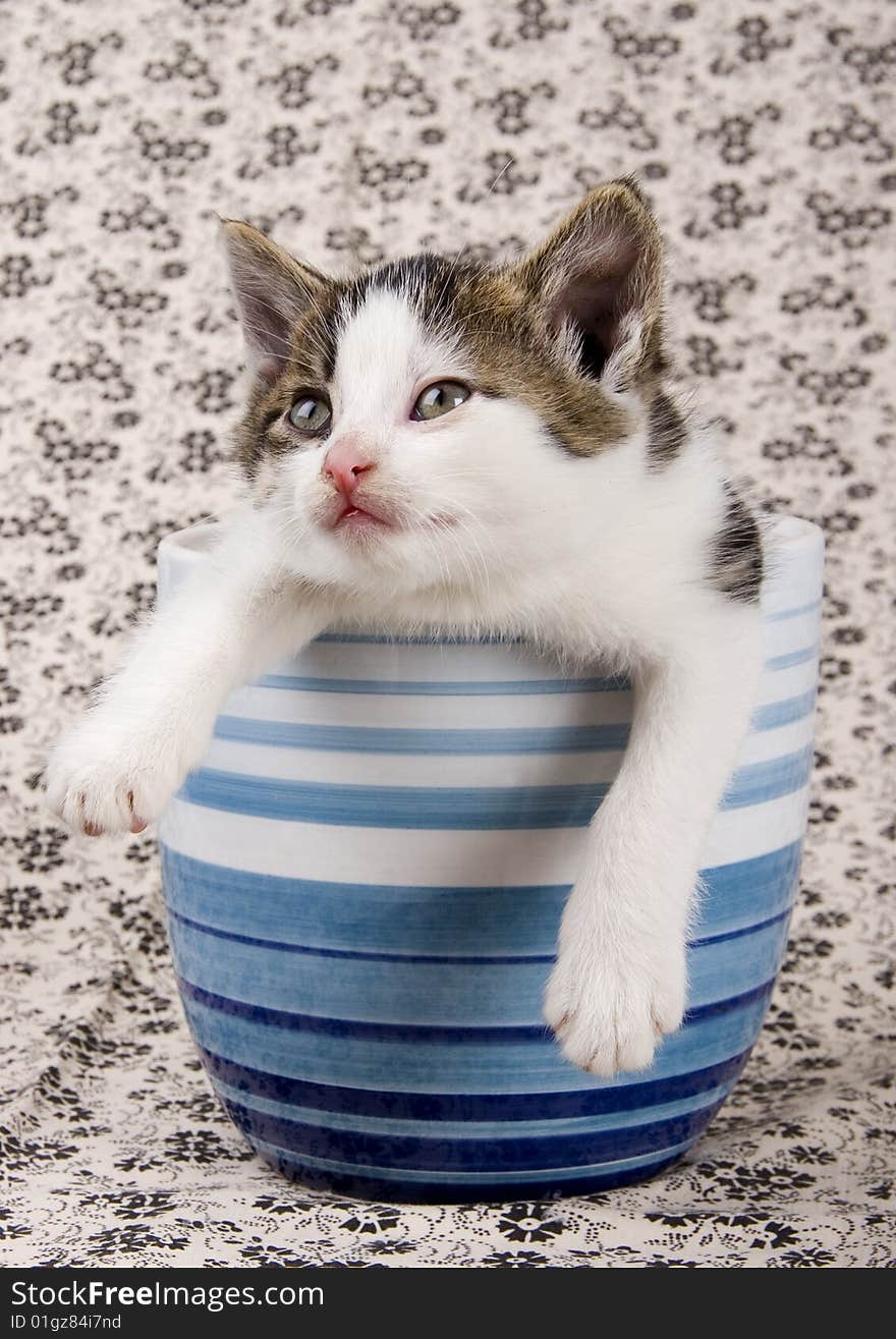 Cute child cat sitting in cup. Cute child cat sitting in cup