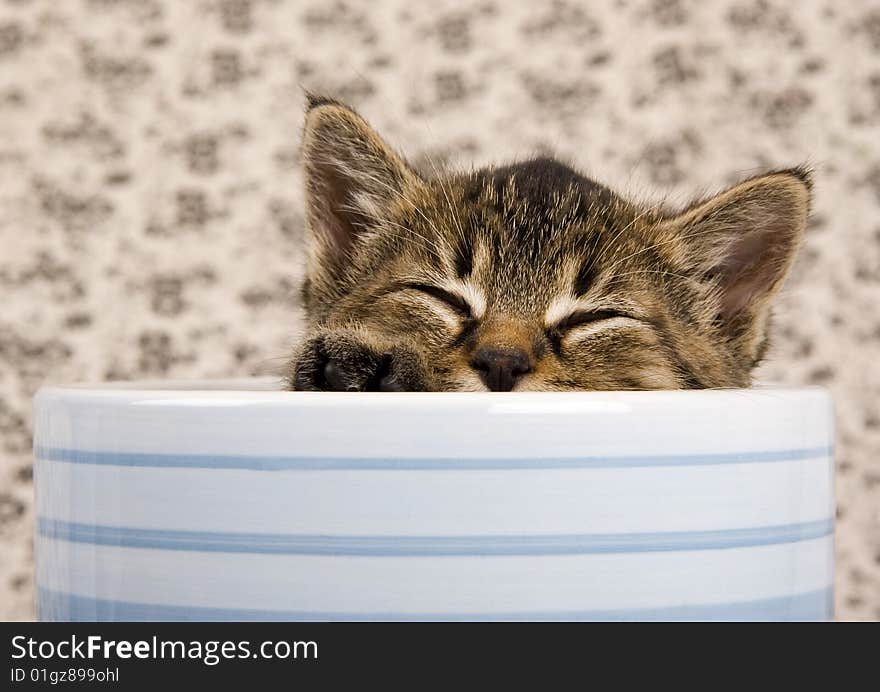 Cute child cat sitting in cup. Cute child cat sitting in cup