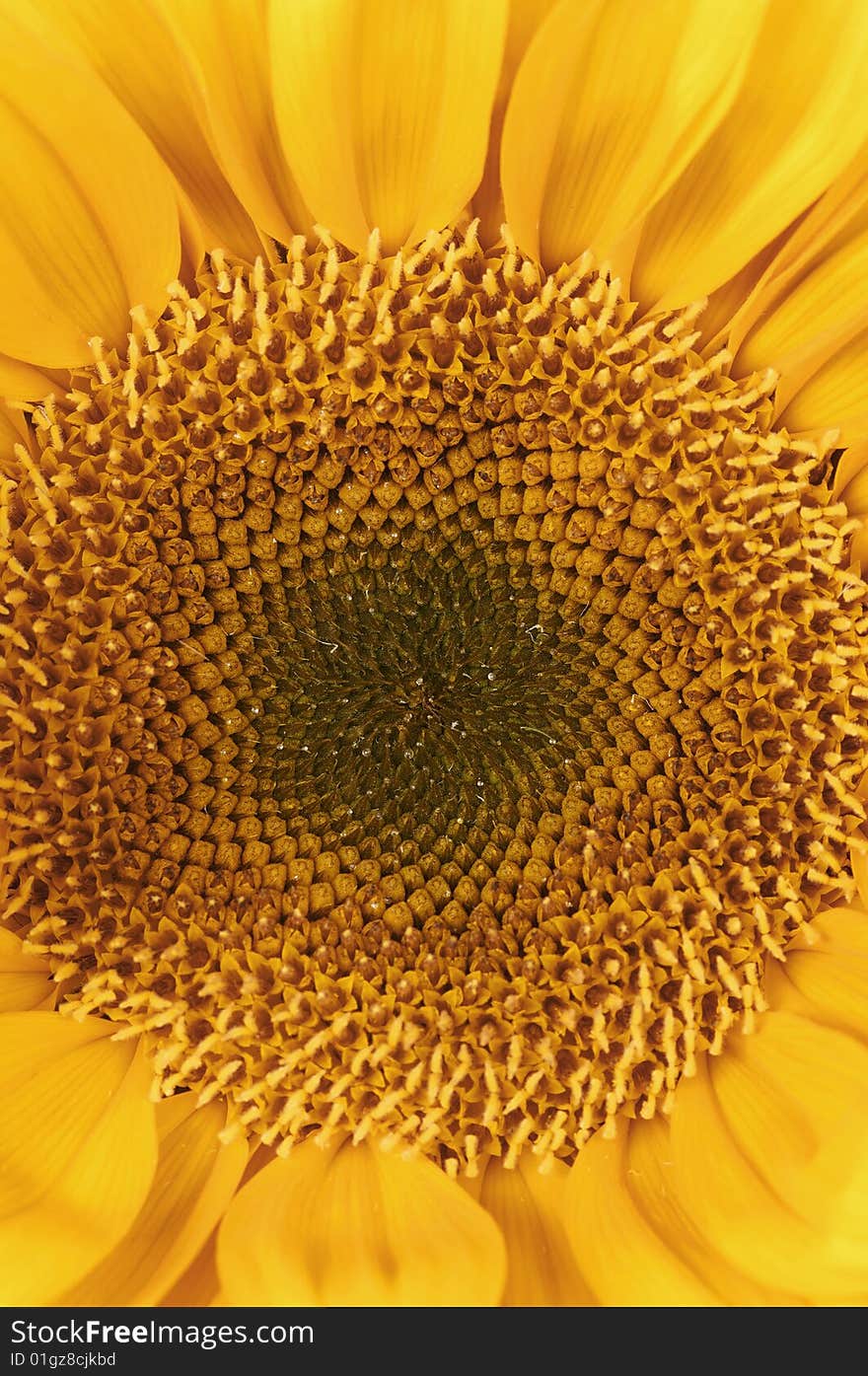 Close up view of the yellow sunflower. Close up view of the yellow sunflower